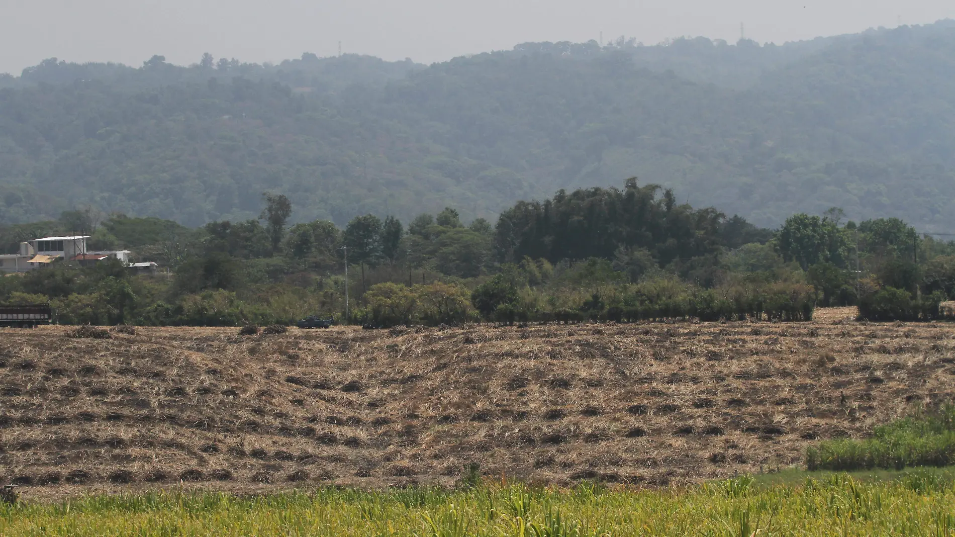 Plagas | Campesino | Sembradío de caña